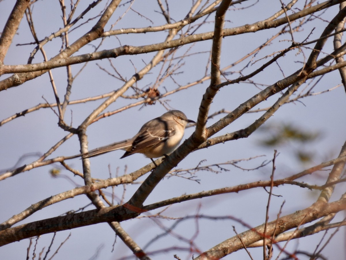 Northern Mockingbird - ML646068700