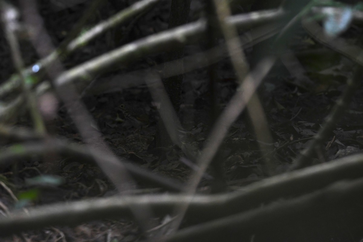 Streak-chested Antpitta - ML646068718