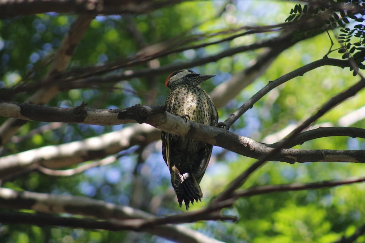 Grünbindenspecht - ML646068719