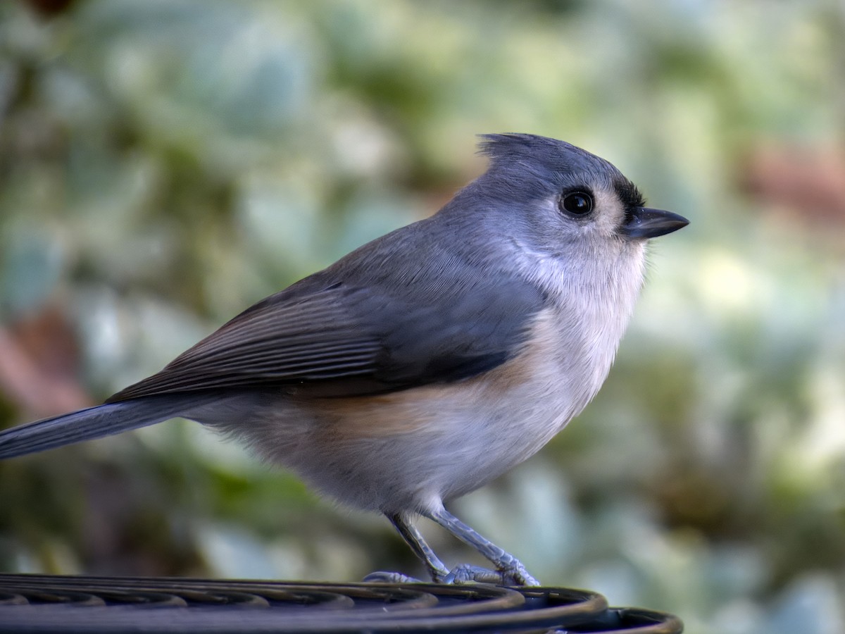 Tufted Titmouse - ML646068720