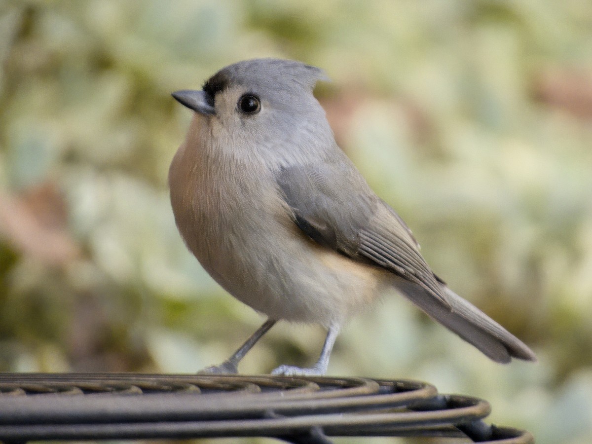 Tufted Titmouse - ML646068721