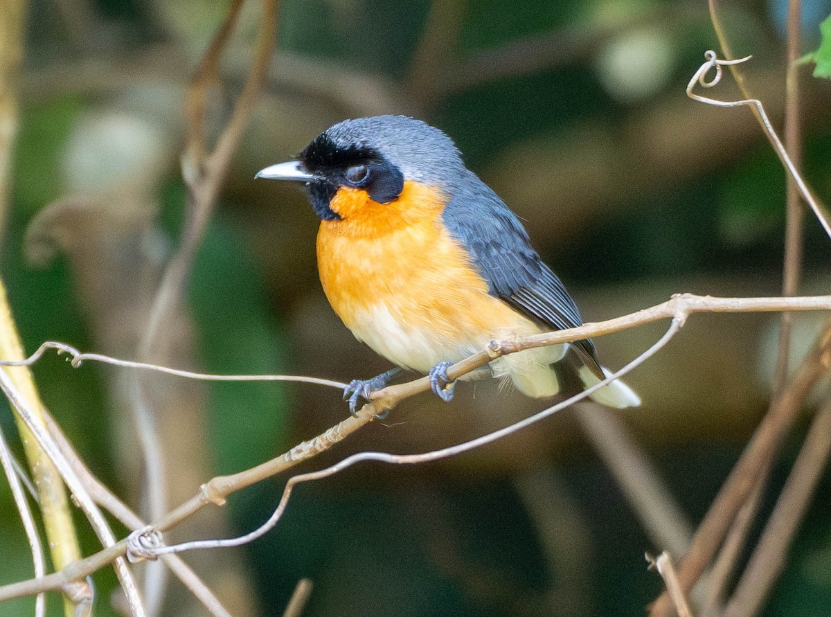 Australian Spectacled Monarch - ML646068722