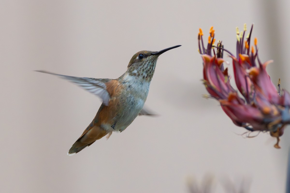 Rufous Hummingbird - ML646068723