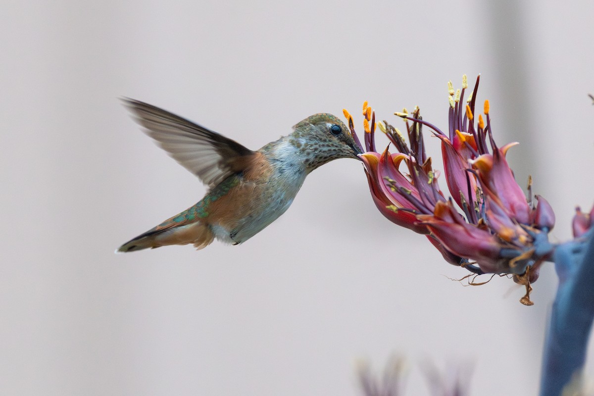 Rufous Hummingbird - ML646068724