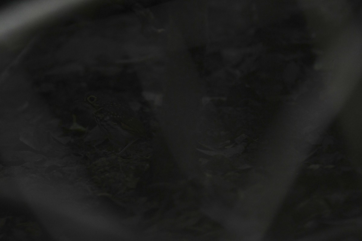 Streak-chested Antpitta - ML646068732