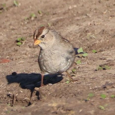 White-crowned Sparrow - ML646068744