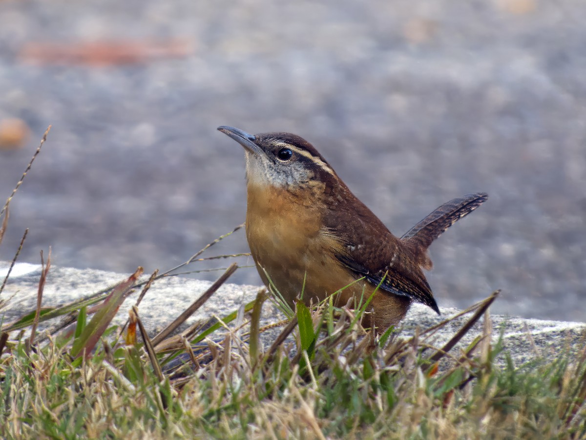 Carolina Wren - ML646068746