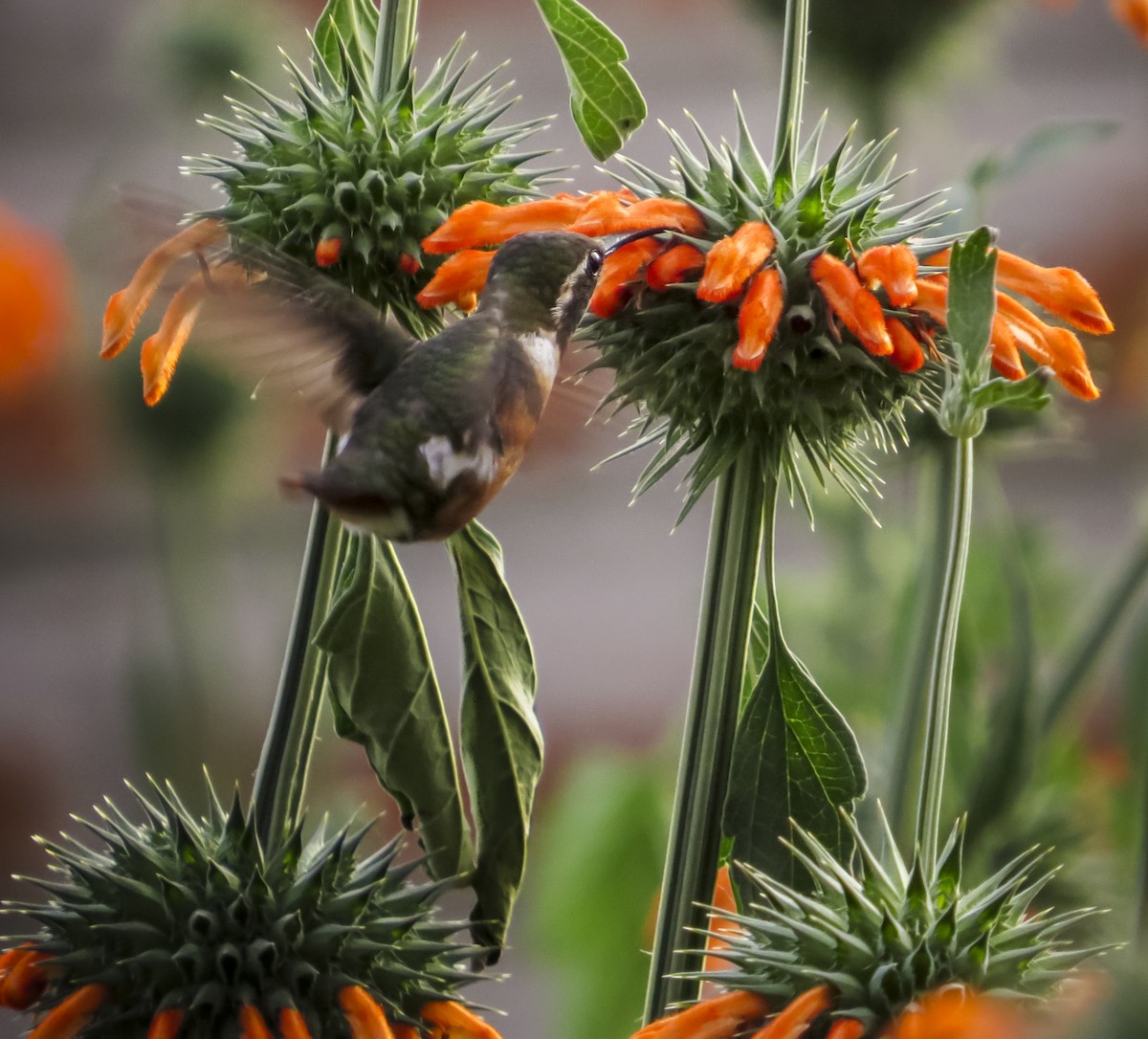 White-bellied Woodstar - ML646068749