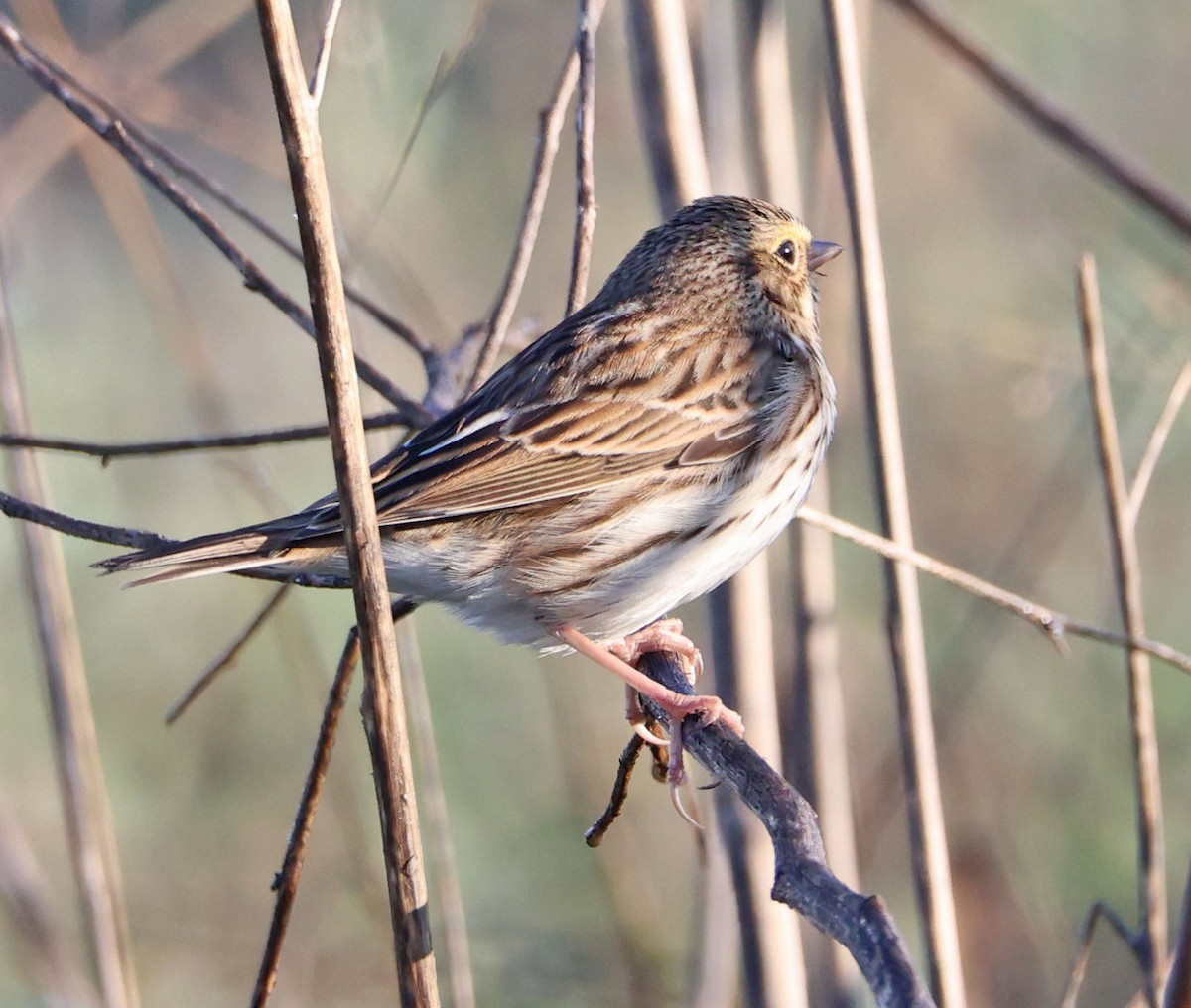 Savannah Sparrow - ML646068751