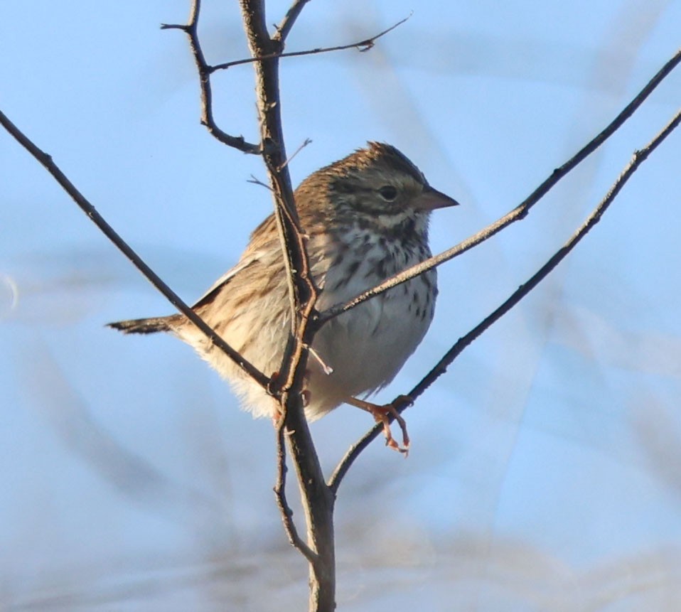 Savannah Sparrow - ML646068752