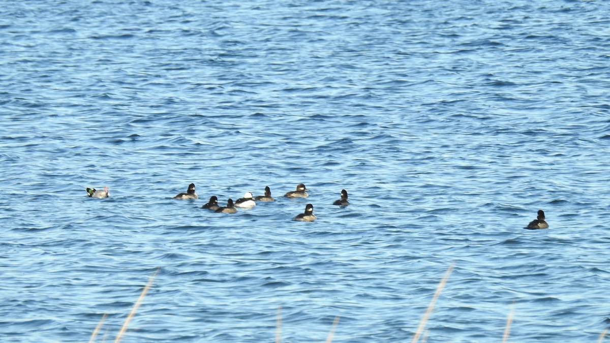 Murgilari buruzuria - ML646068753