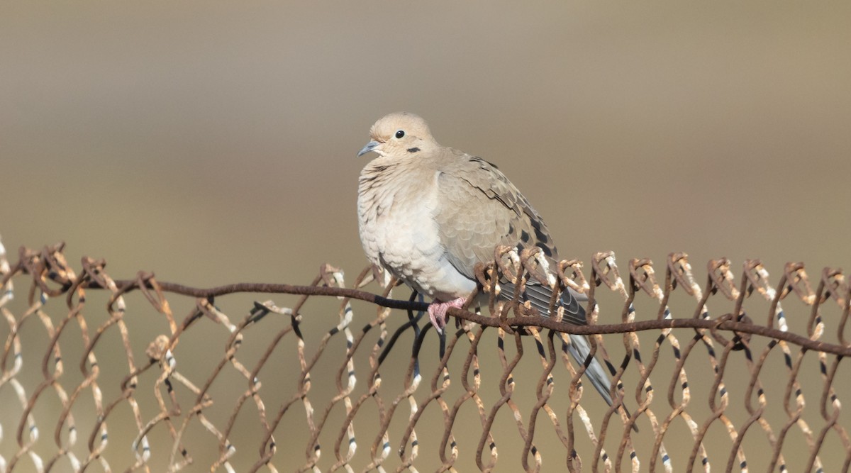 Mourning Dove - ML646068759