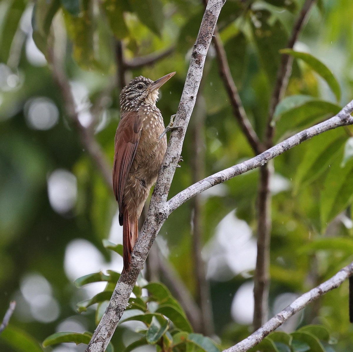 Grimpar talapiot - ML646068760