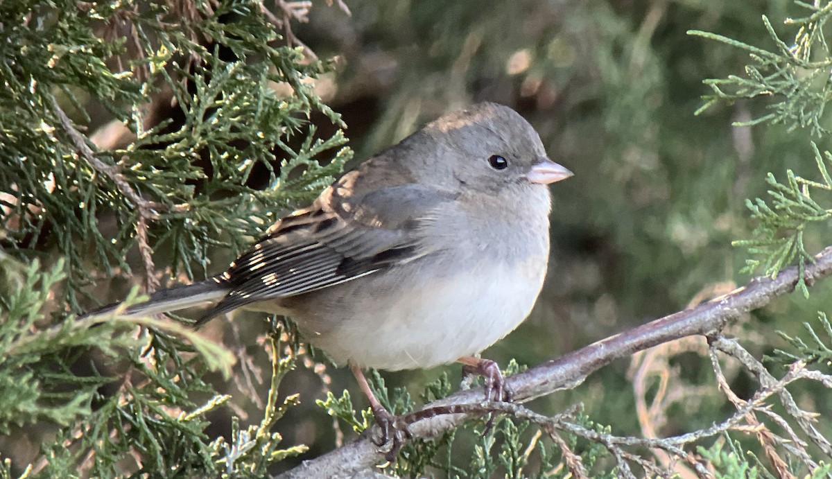 Dark-eyed Junco - ML646068762