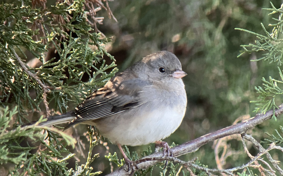 Dark-eyed Junco - ML646068763