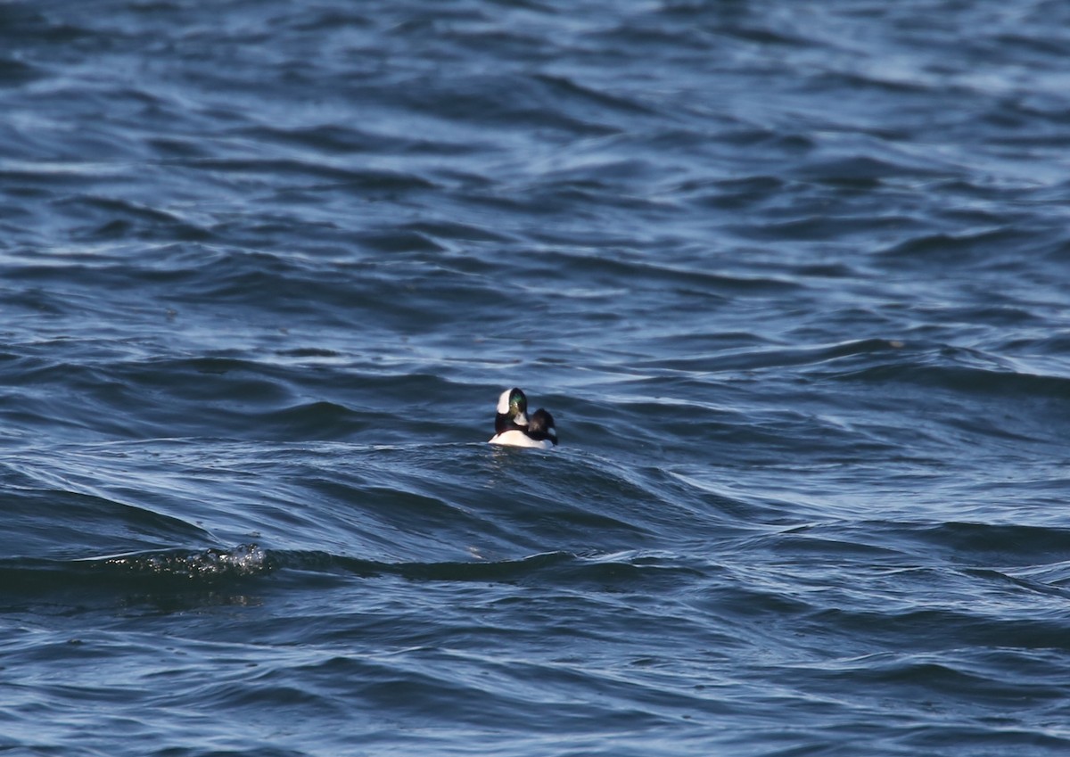 Murgilari buruzuria - ML646068764