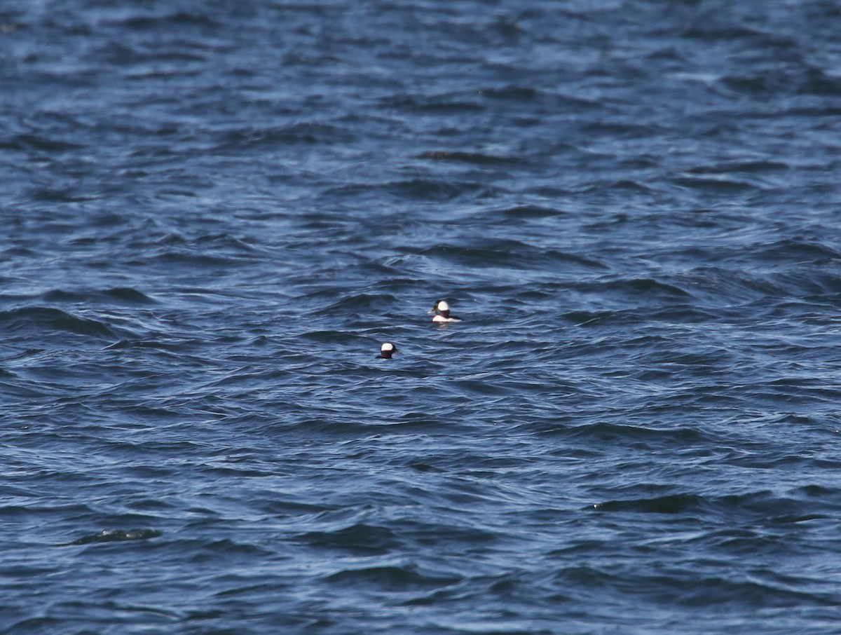 Murgilari buruzuria - ML646068765