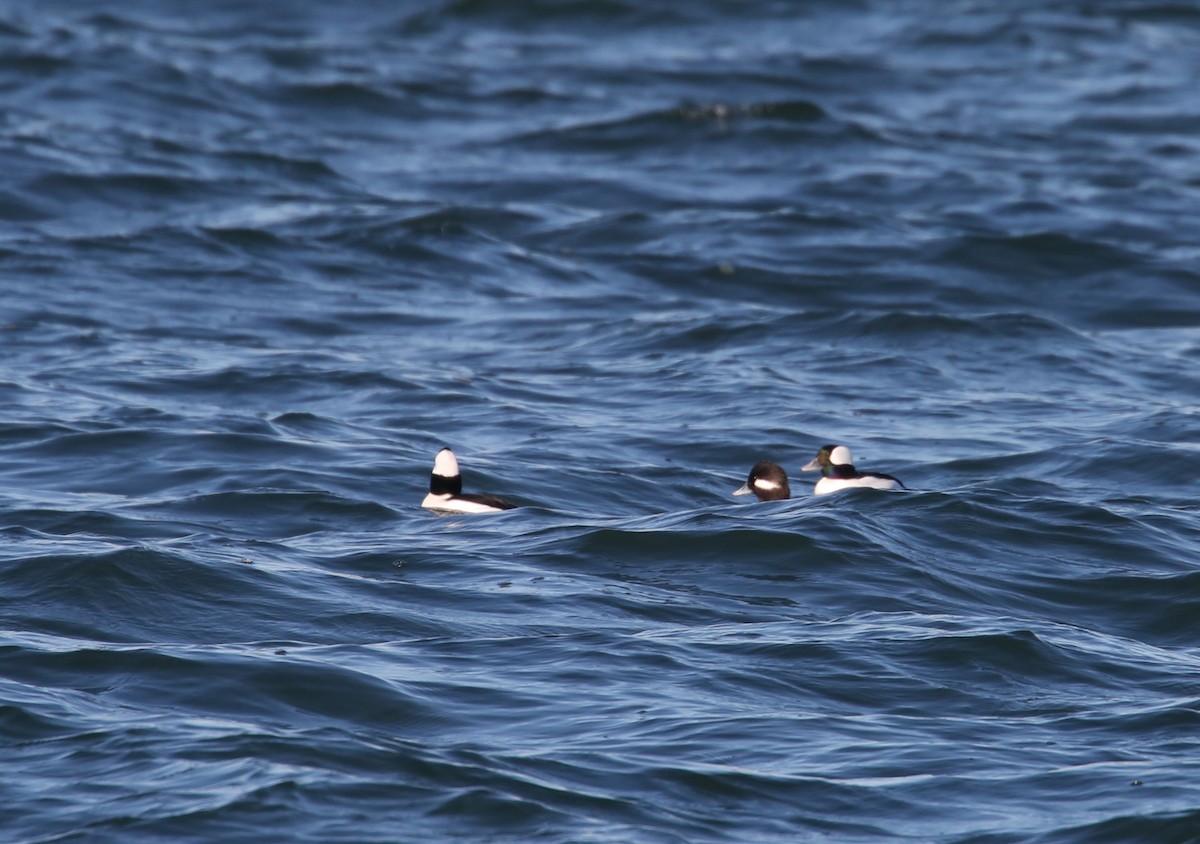 Murgilari buruzuria - ML646068766