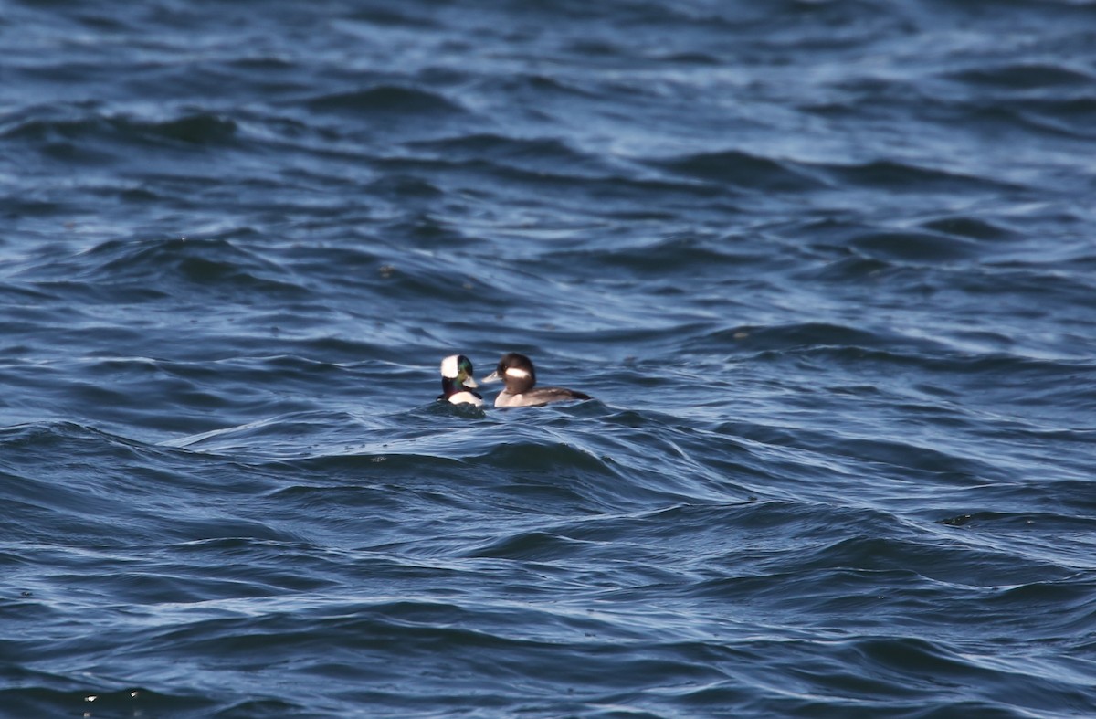 Murgilari buruzuria - ML646068767