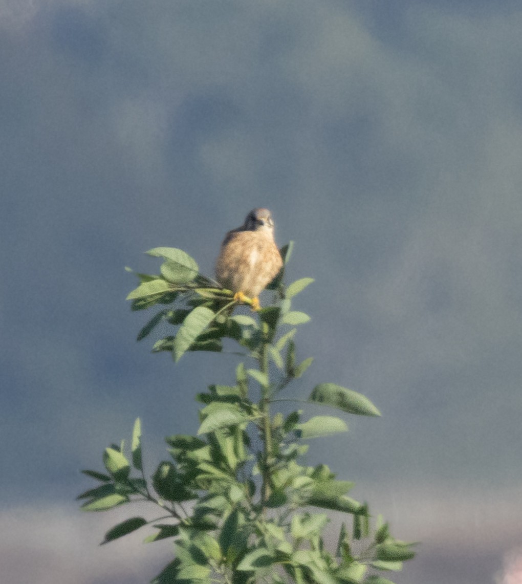 American Kestrel - ML646068775
