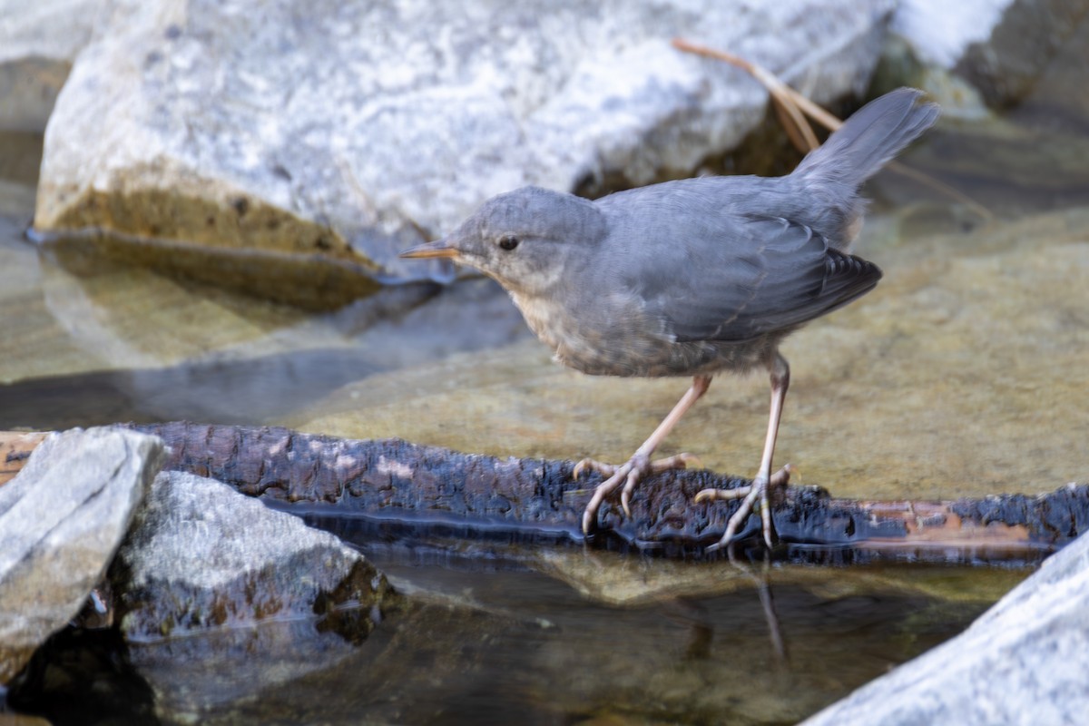 American Dipper - ML646068777