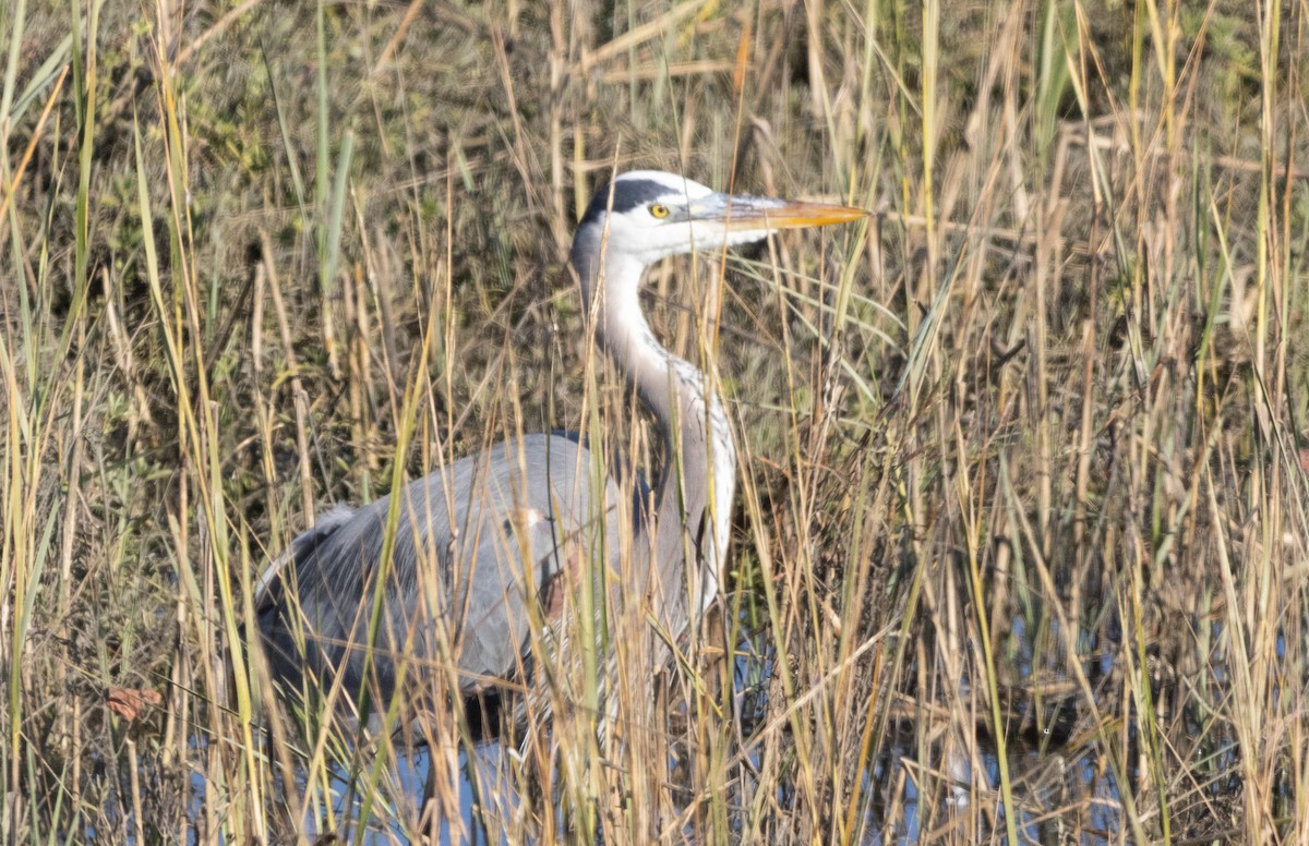 Great Blue Heron - ML646068782