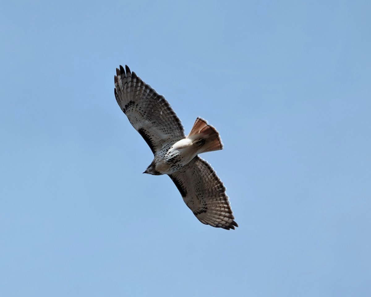 Red-tailed Hawk - ML646068786