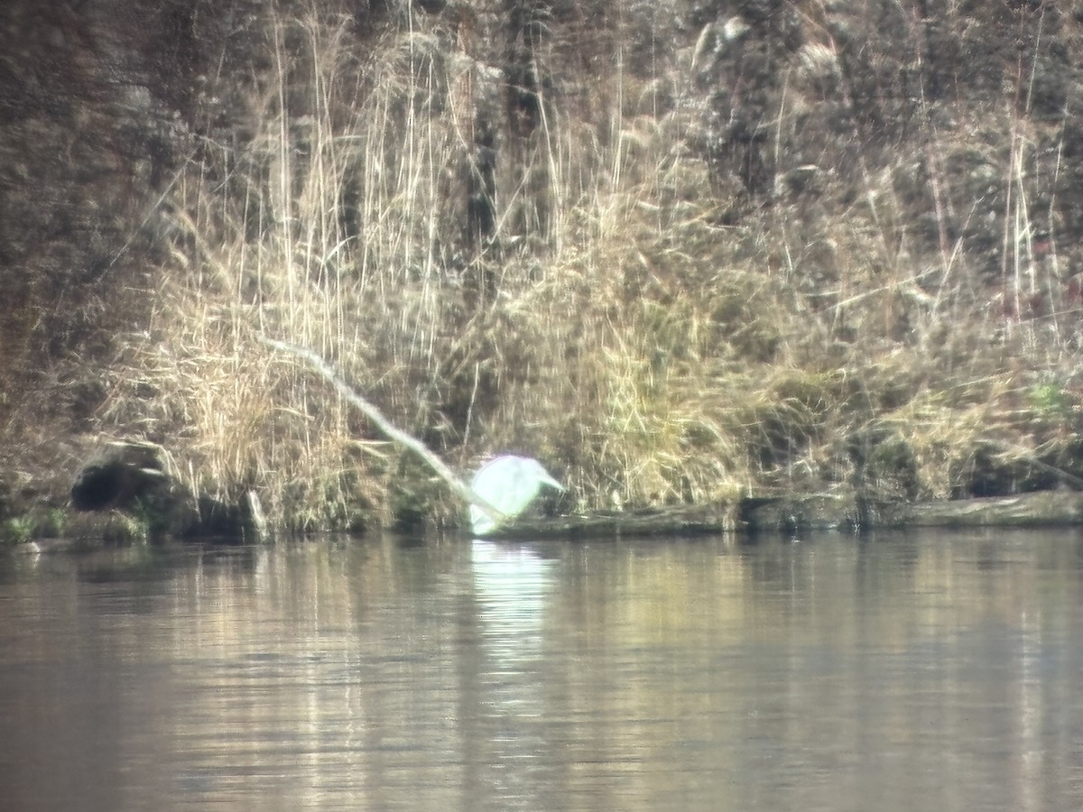 Little Blue Heron - ML646068791