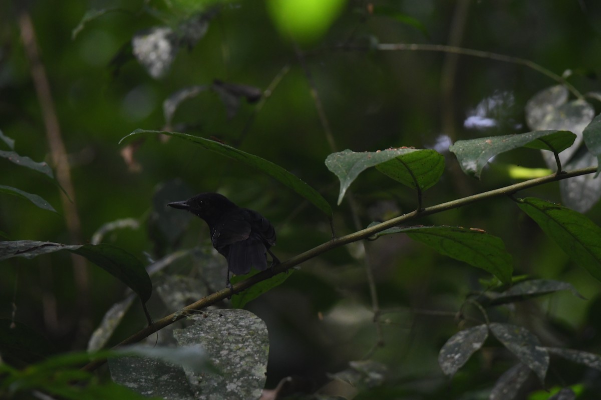Black-hooded Antshrike - ML646068807