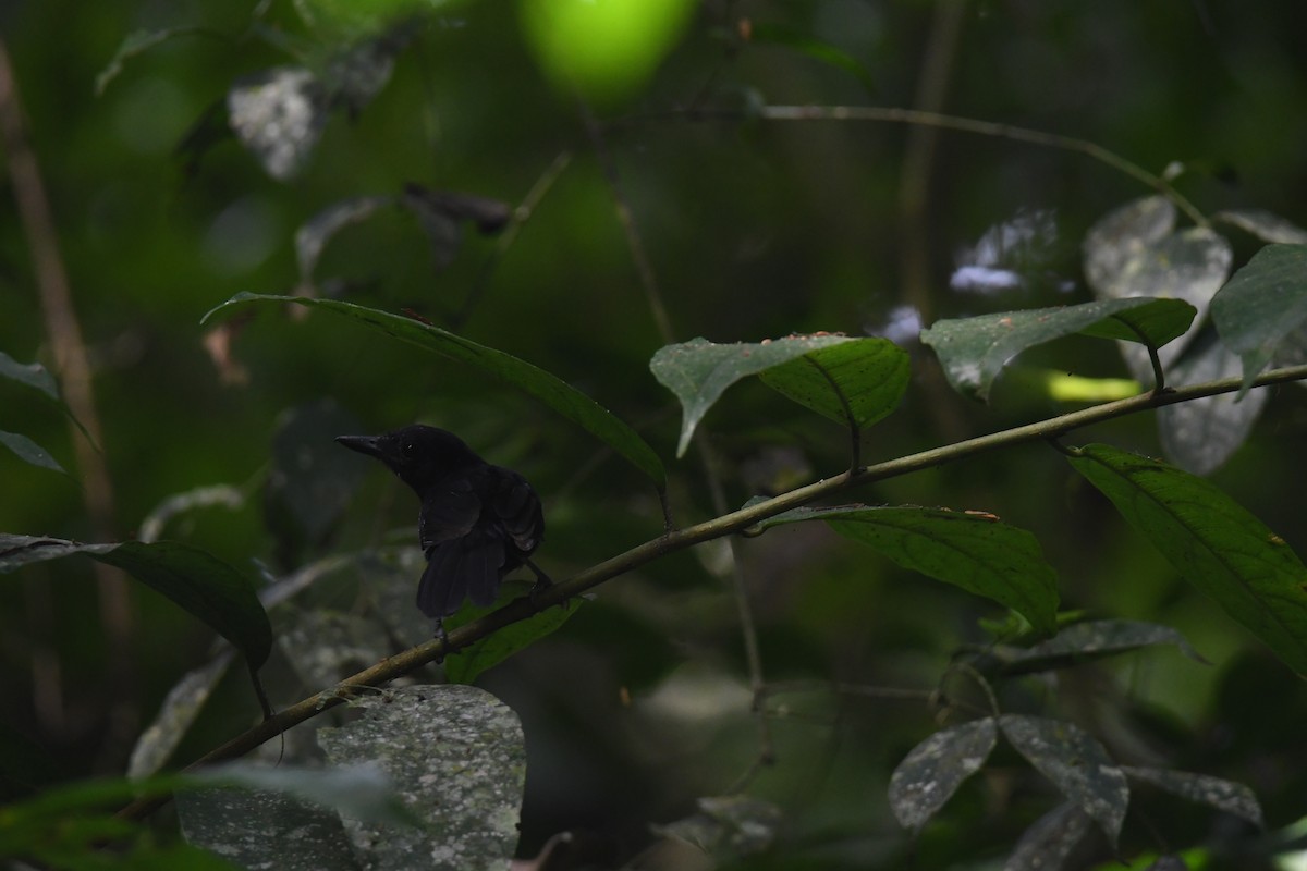 Black-hooded Antshrike - ML646068810