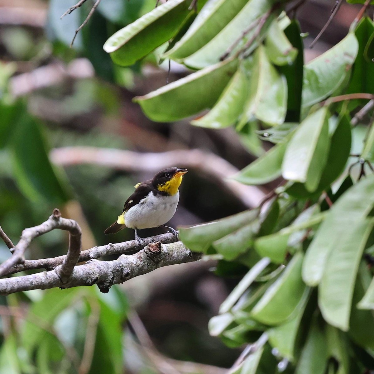 Yellow-backed Tanager - ML646068820