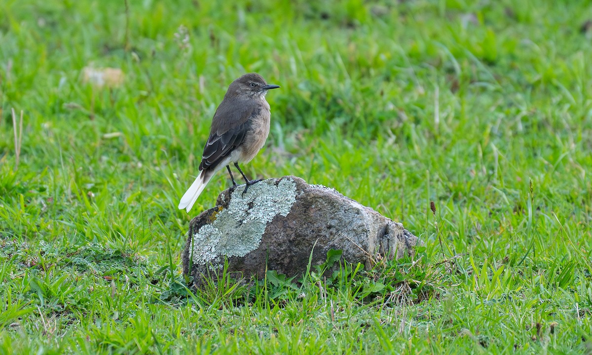 Горный гаучо - ML646068821