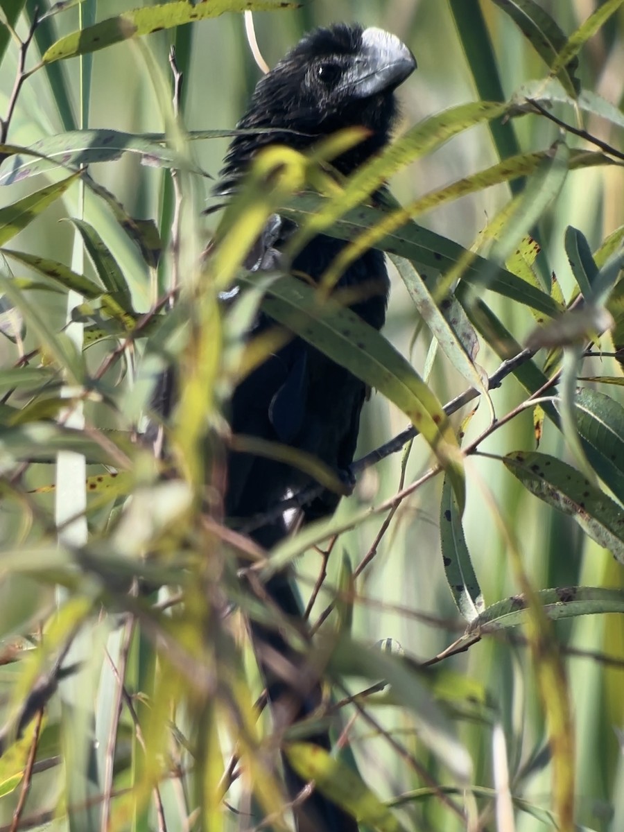 Ані товстодзьобий - ML646068838