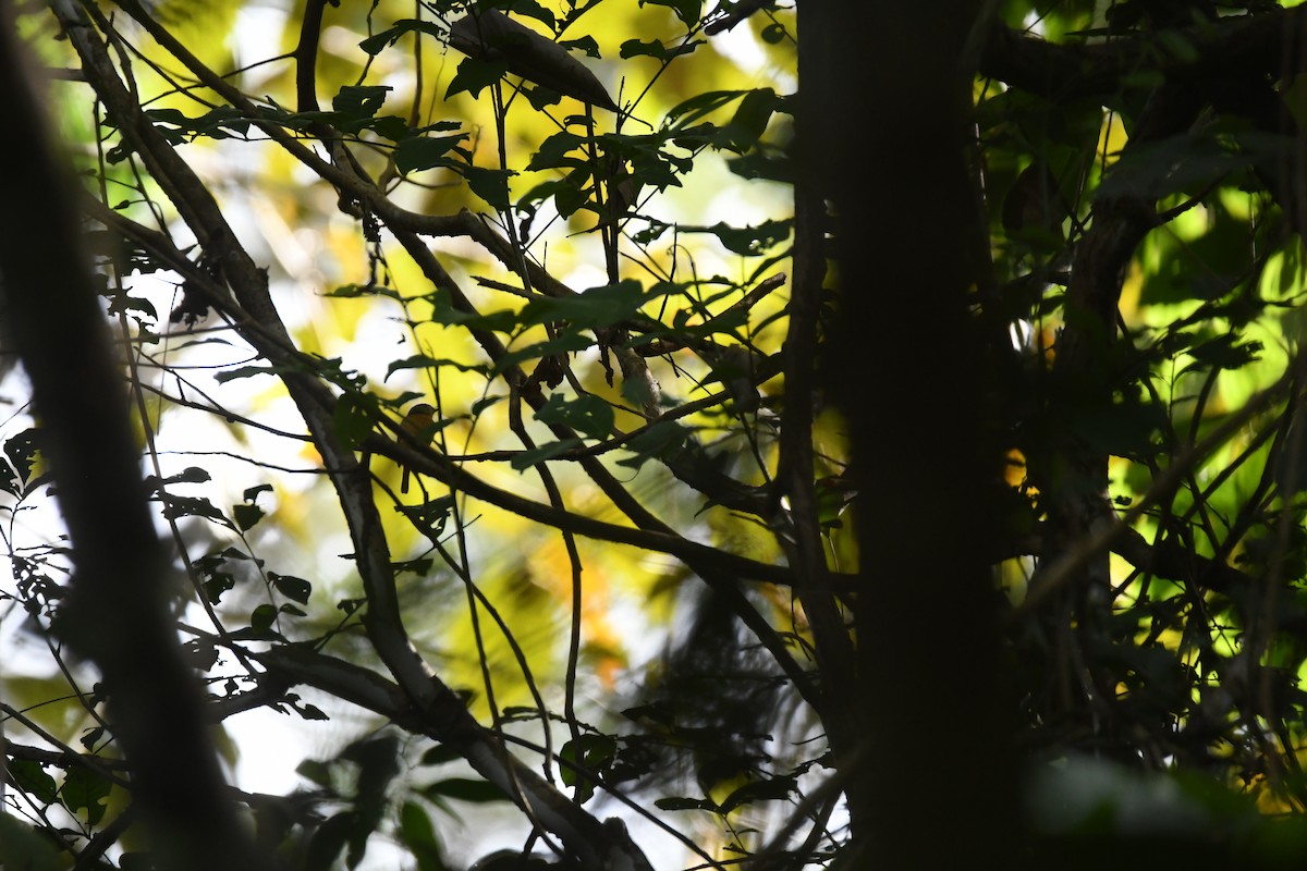 Ruddy-tailed Flycatcher - ML646068854