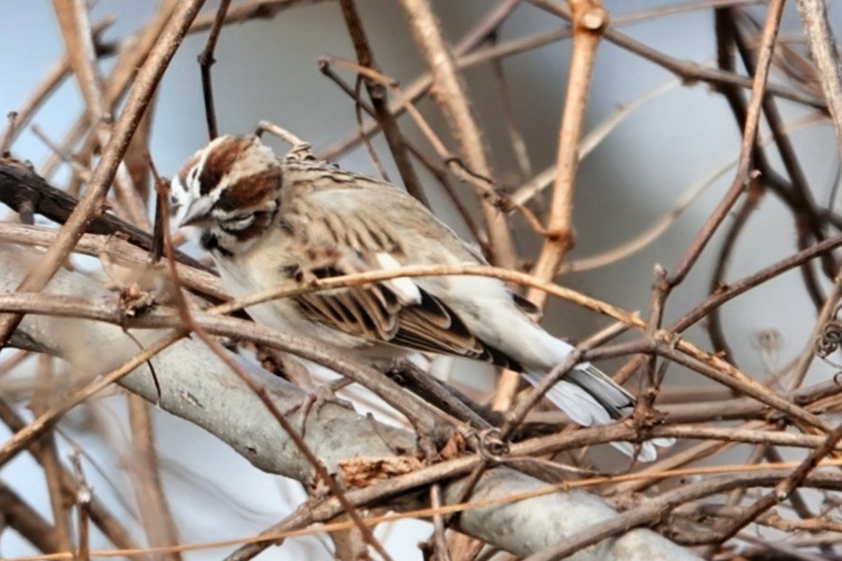 Lark Sparrow - ML646068856