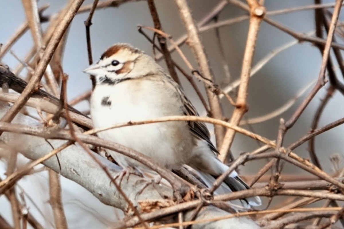 Lark Sparrow - ML646068857