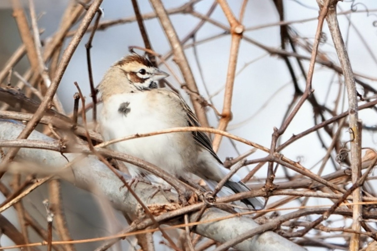 Lark Sparrow - ML646068858