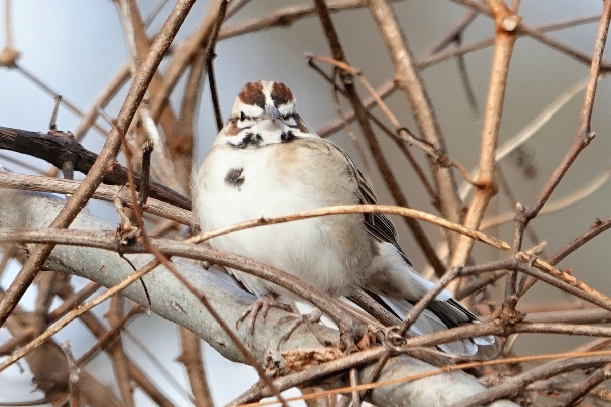 Lark Sparrow - ML646068859