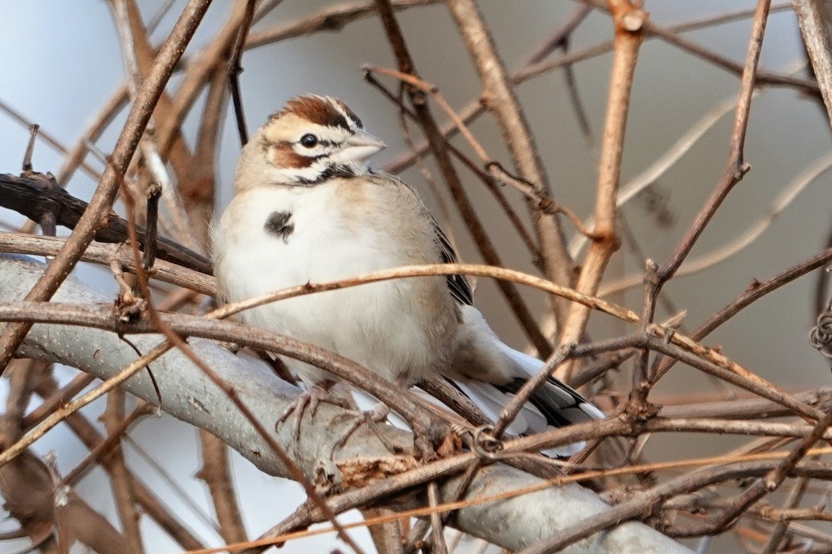 Lark Sparrow - ML646068860