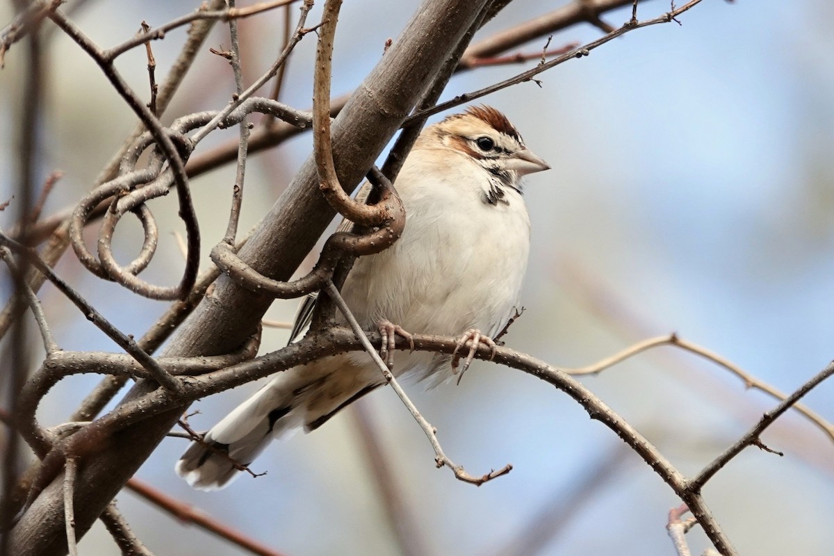 Lark Sparrow - ML646068861