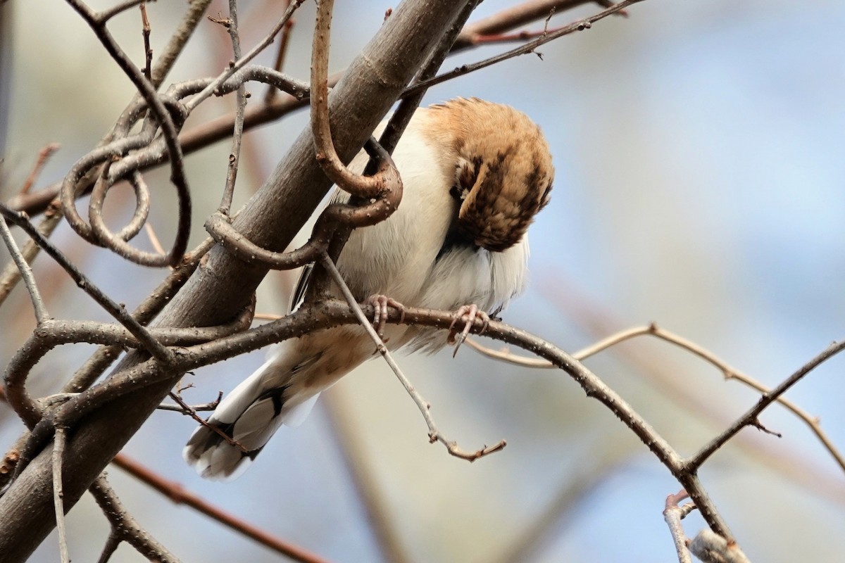 Lark Sparrow - ML646068862