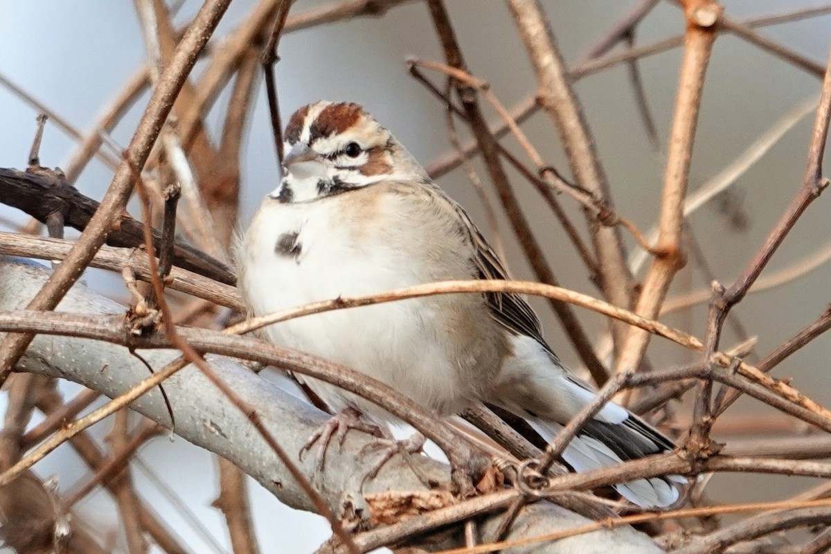Lark Sparrow - ML646068863
