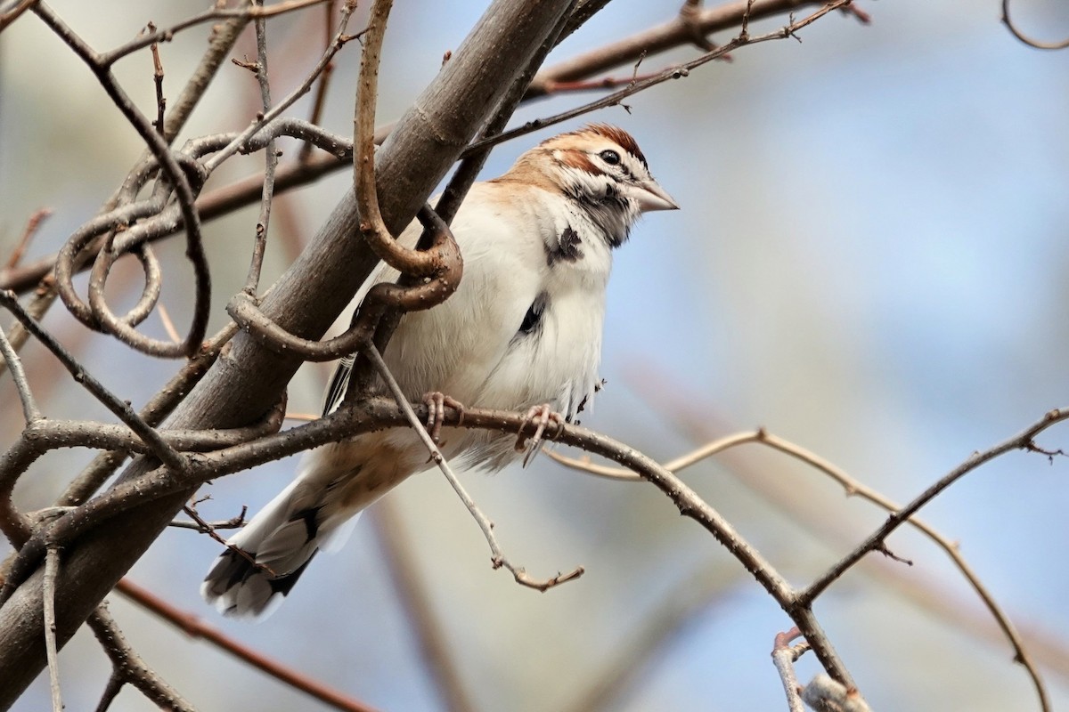 Lark Sparrow - ML646068864