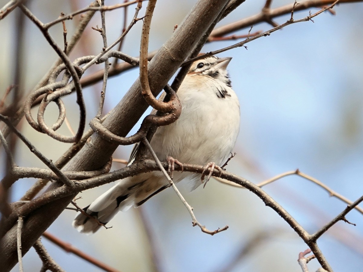 Lark Sparrow - ML646068865