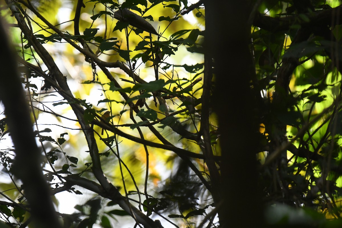 Ruddy-tailed Flycatcher - ML646068867