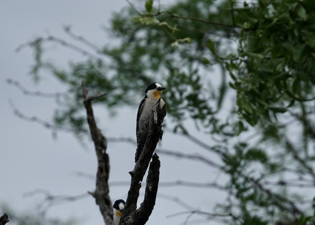 White-fronted Woodpecker - ML646068876