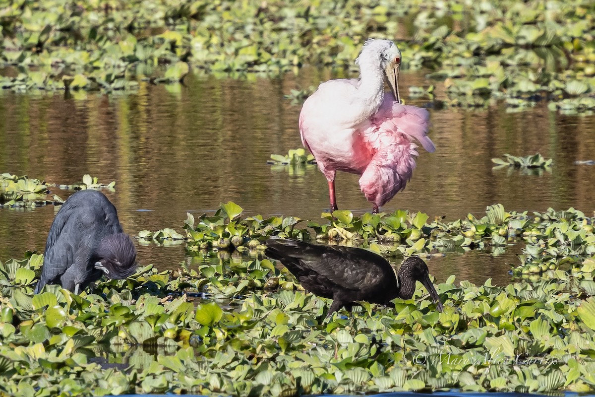 Косар рожевий - ML646068877