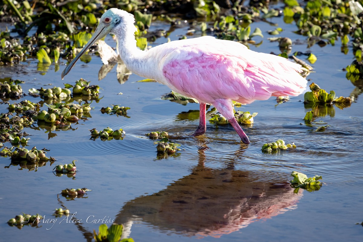Косар рожевий - ML646068878