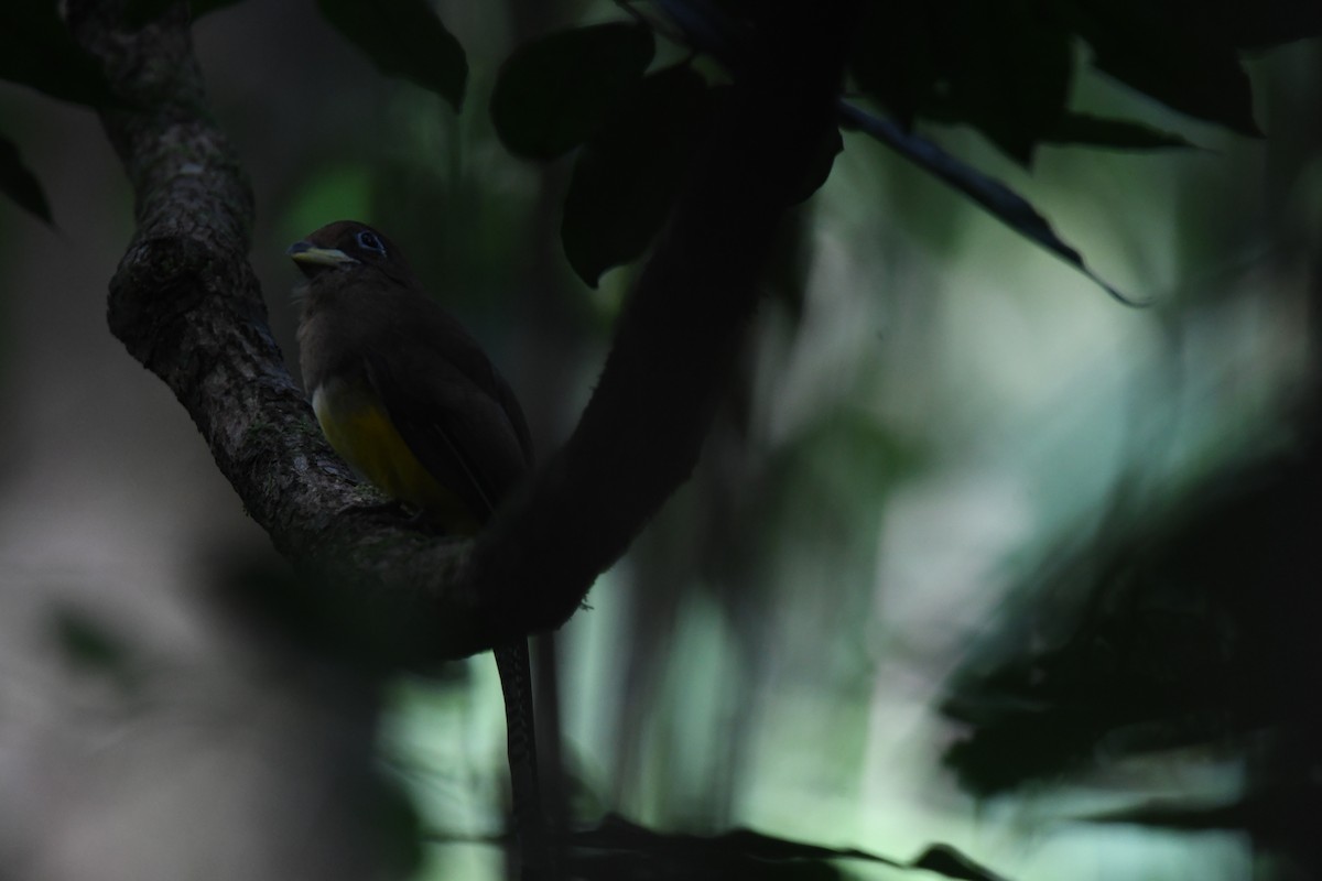 Graceful Black-throated Trogon - ML646068893