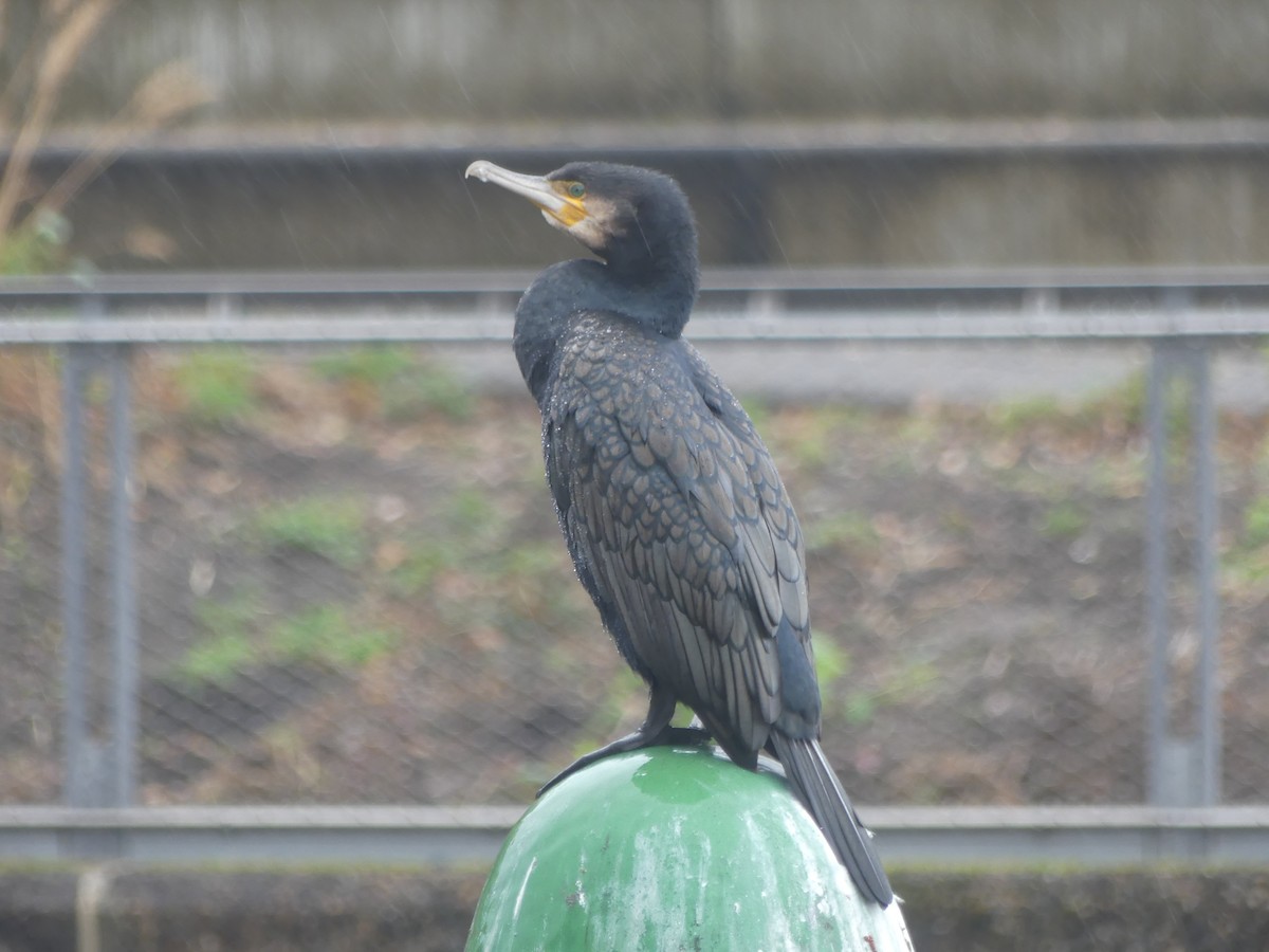 kormorán velký - ML646068929